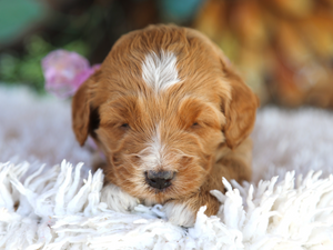 Bella • click to meet