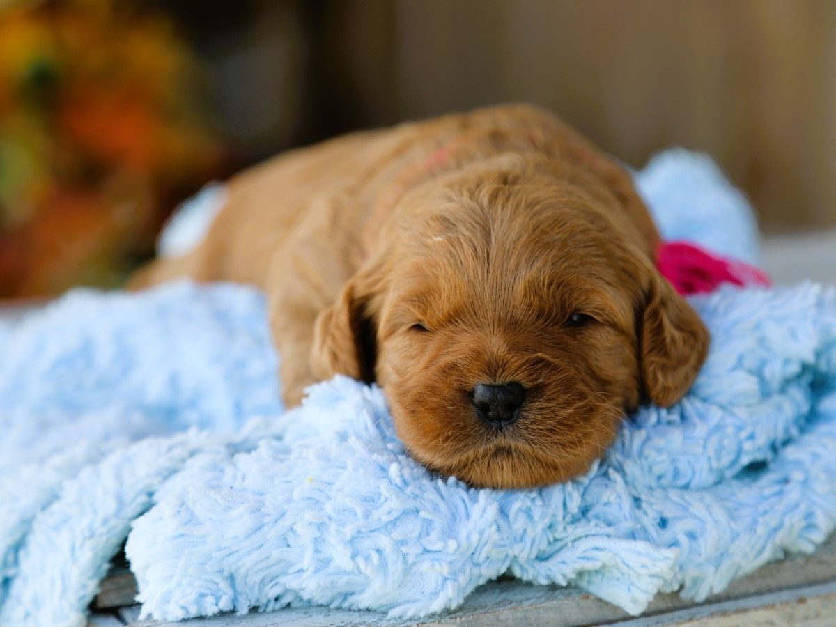 Taffy (4).JPG