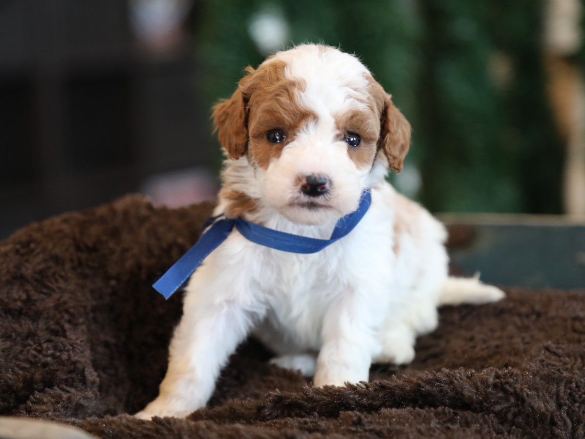 Sarge - click to meet