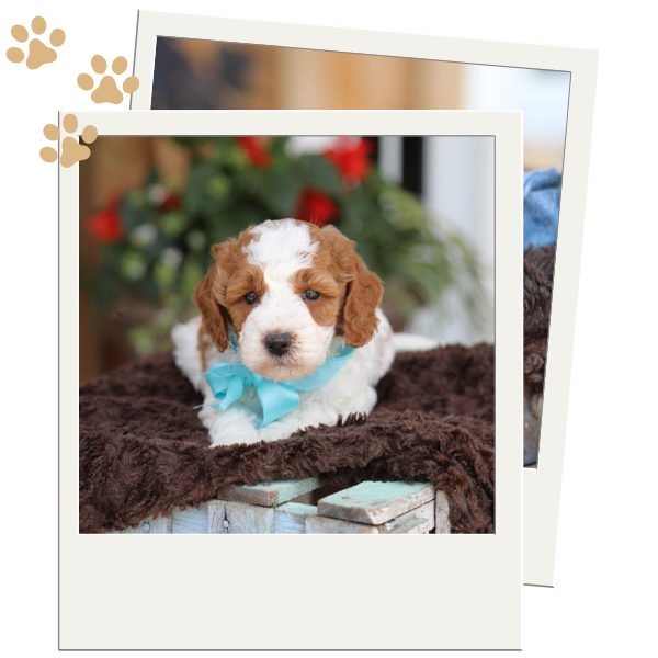 Mini Goldendoodle Puppies - Image 2.png