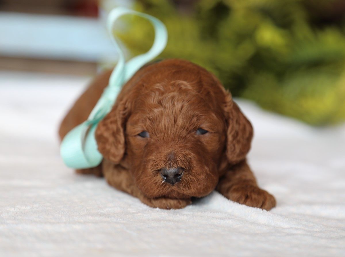 CHAMP • RESERVED