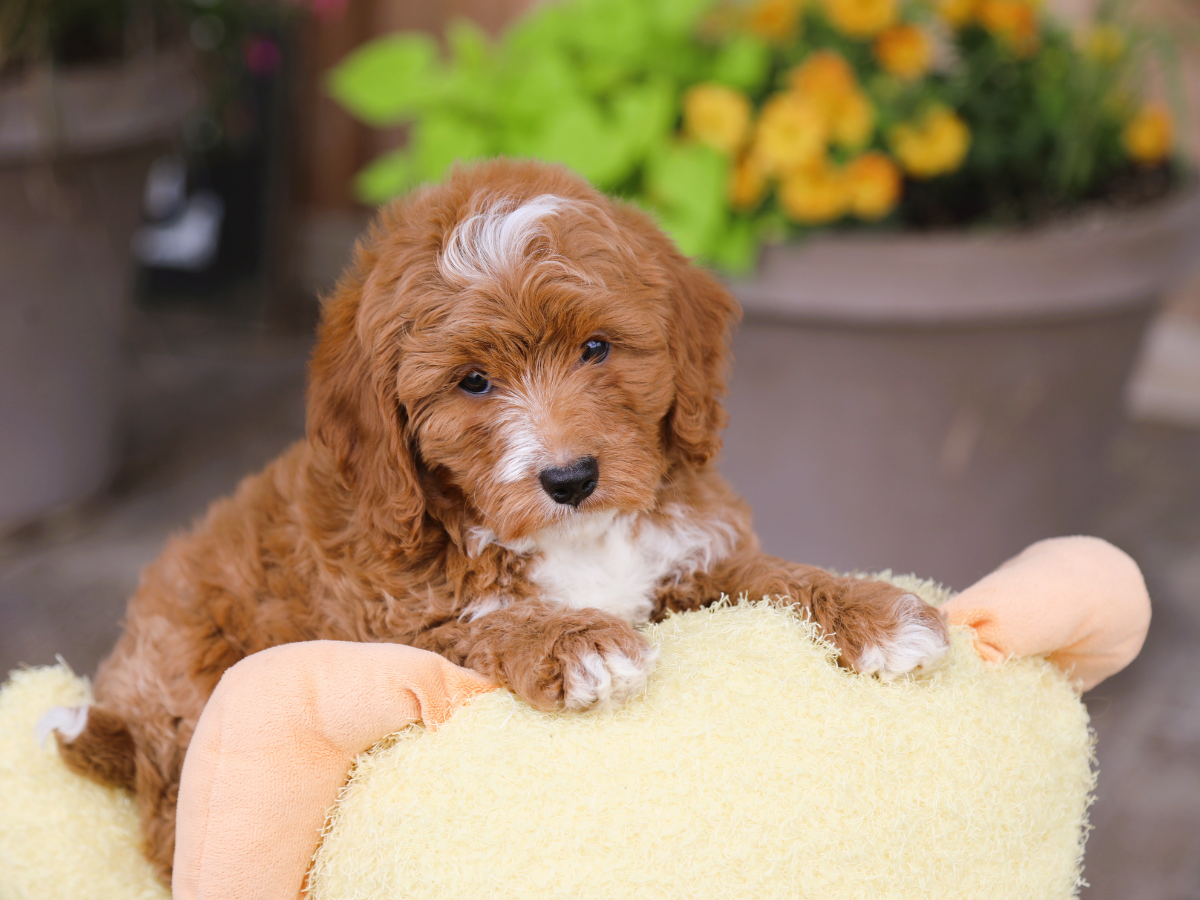 Truffle (1).png