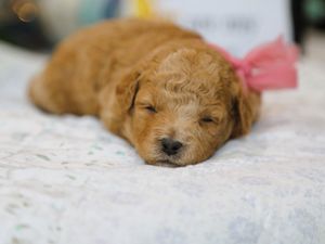 Brooke • click to meet