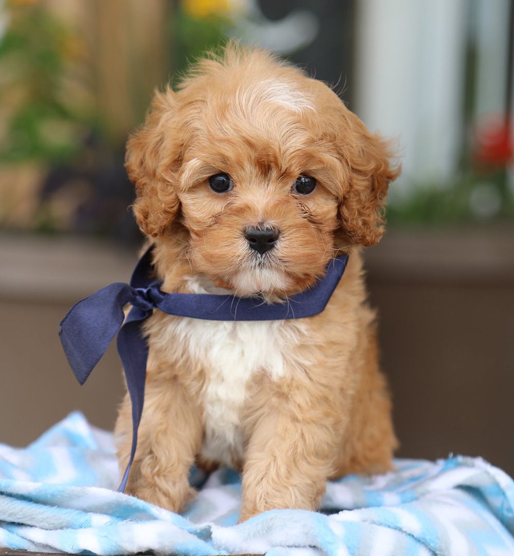 CHARM WITH THEIR ADORABLE APPEARANCE, FRIENDLY DISPOSITION, AND LOW-MAINTENANCE COAT. A JOYFUL AND COMPANIONATE PET FOR ANY HOME. Cavapoos