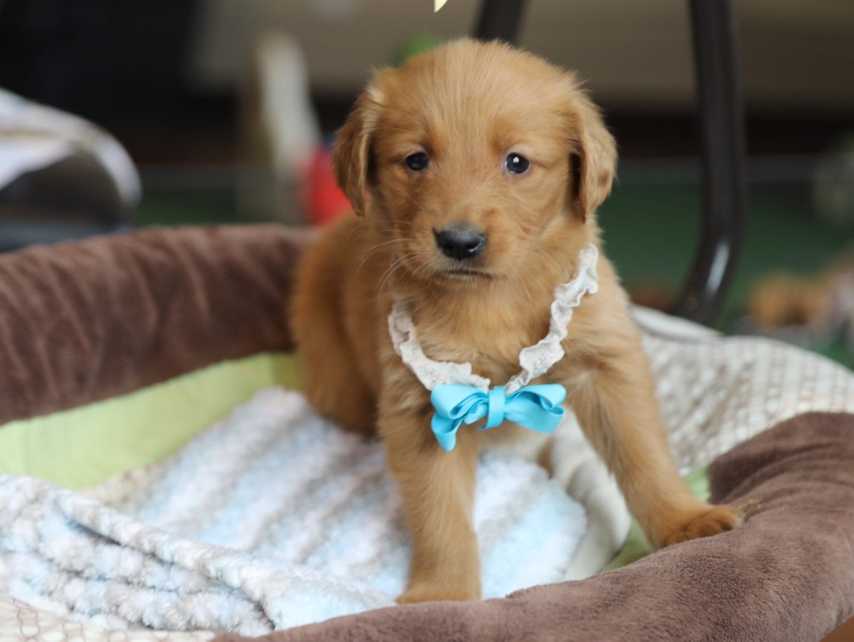  Archer - Click to meet