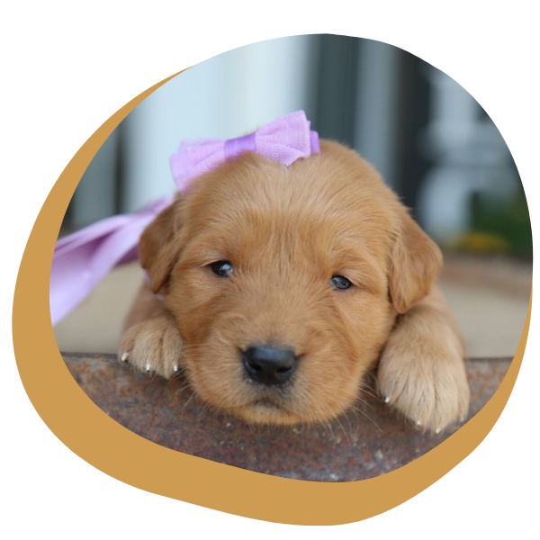 Red Golden Retrievers - Image 1.png