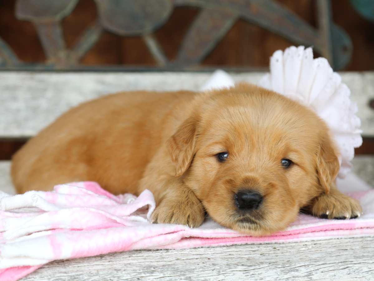 Penny • click to meet