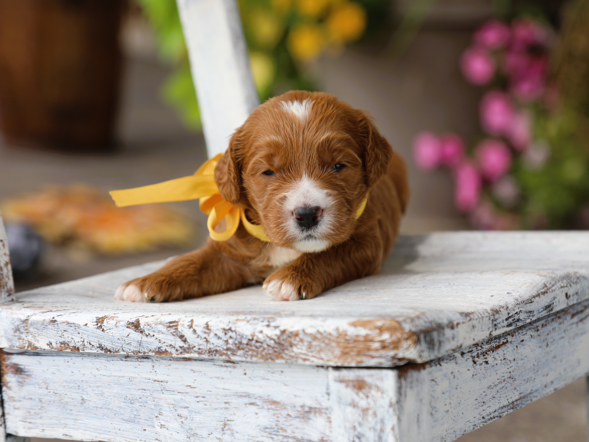 Brewster • click to meet