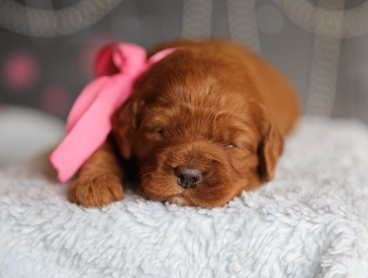 twinkle (2).JPG