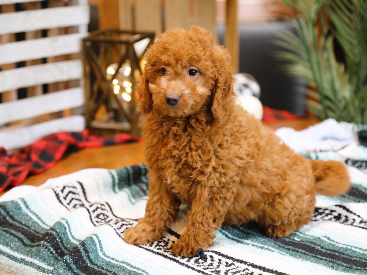 lenny (4).JPG