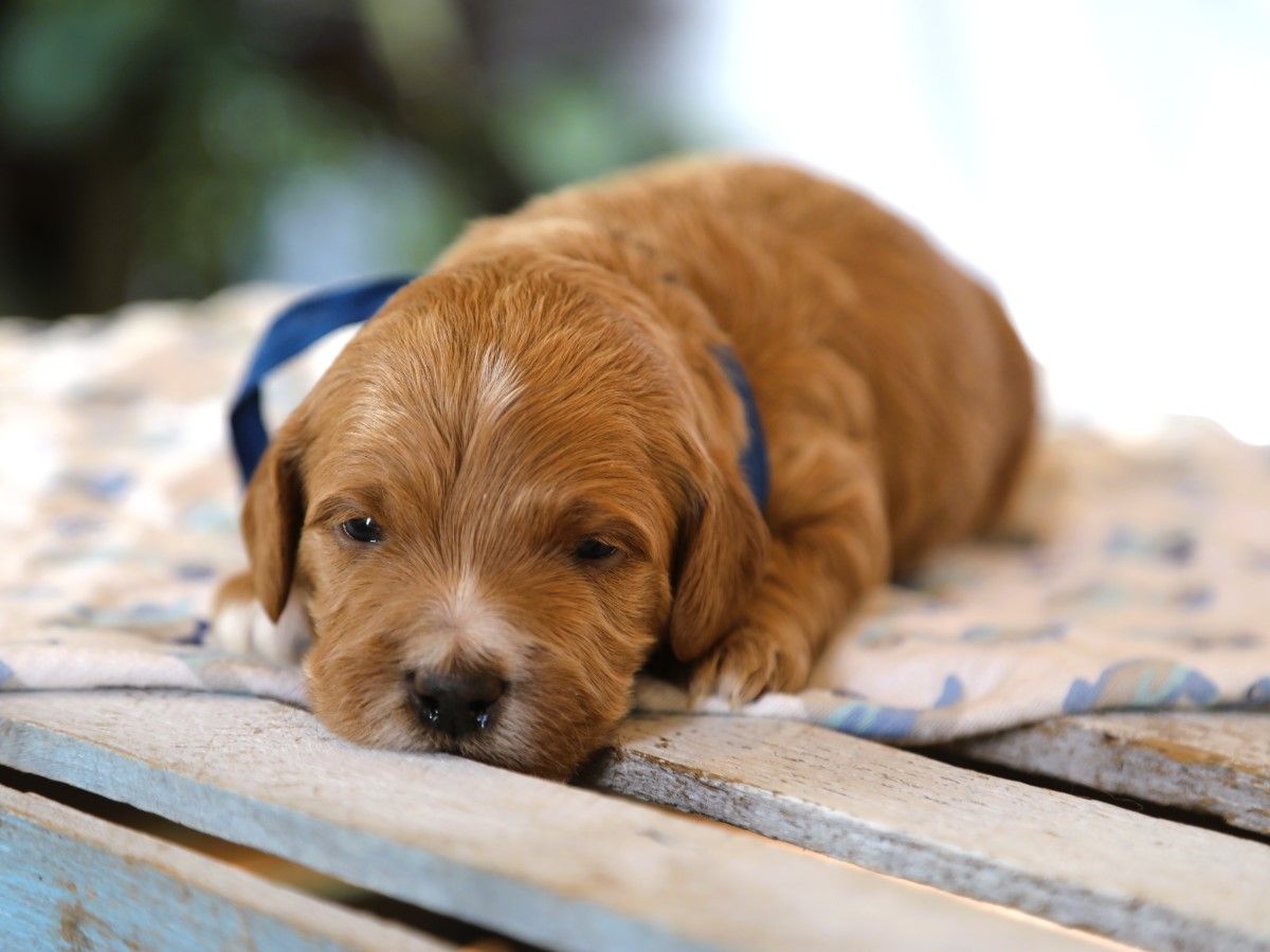 coby (3).JPG