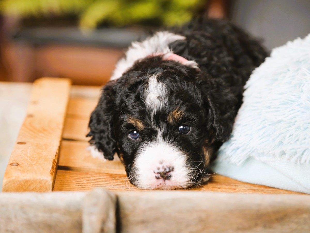 millie (2).JPG