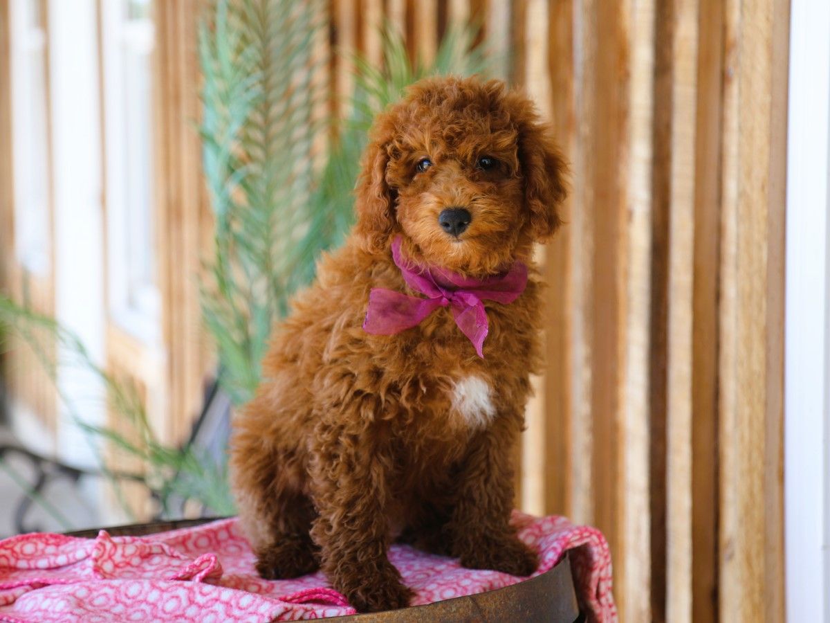 Sugar • click to meet