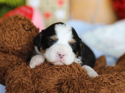 DELILAH • RESERVED