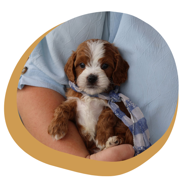 Cavapoo Breeders - Image 1.png