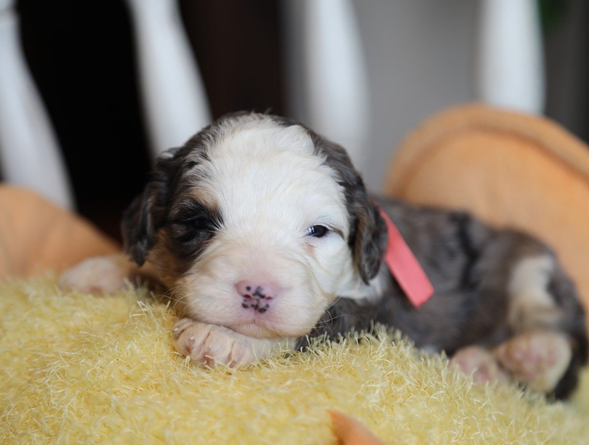 Ashley - click to meet