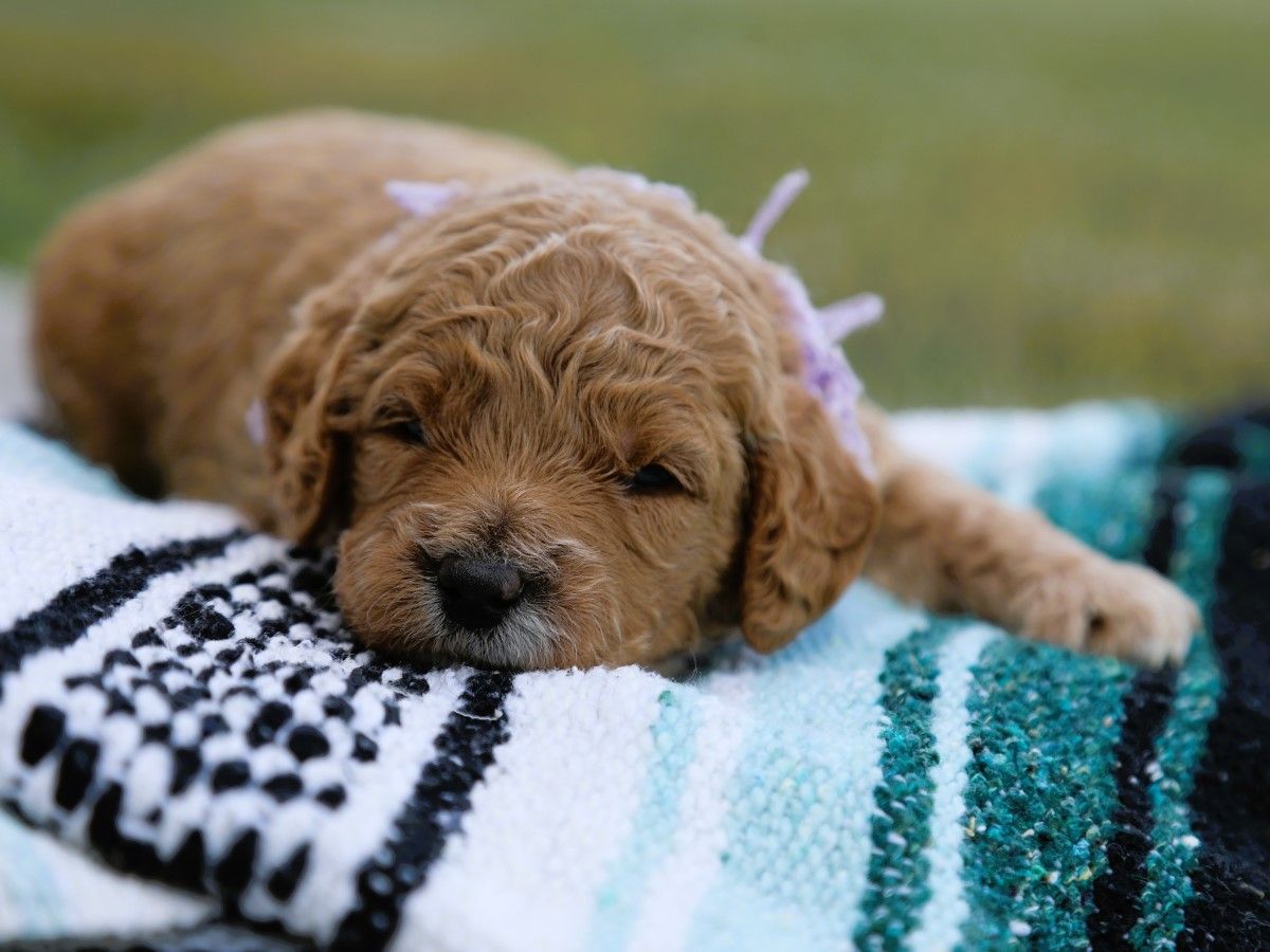 Posey (4).JPG