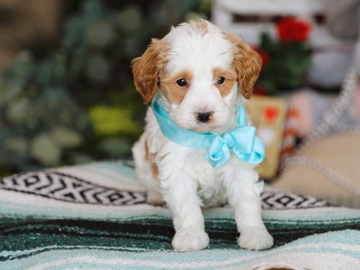 Nash (4).JPG