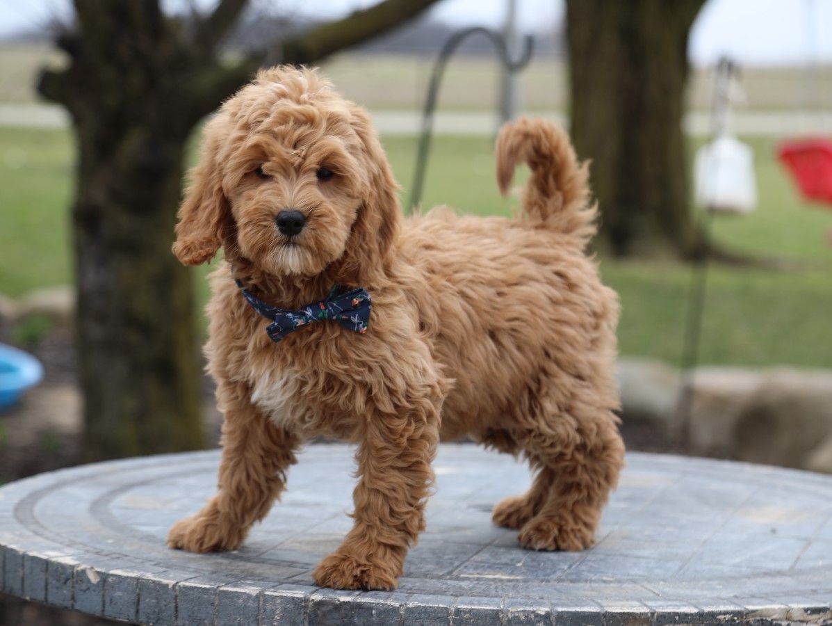 DUDLEY (3).JPG