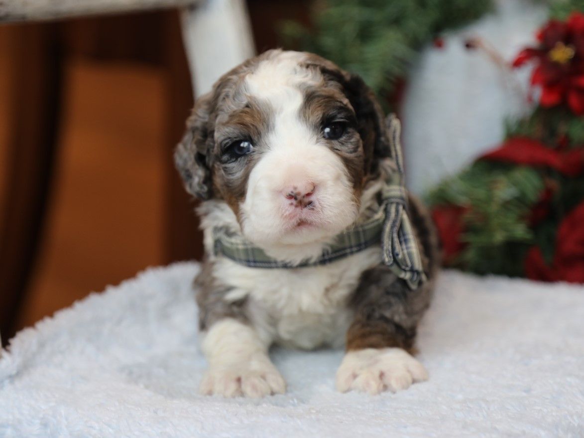 Echo - click to meet