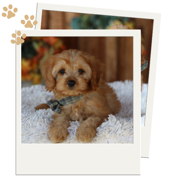 Cavapoo Puppies for Sale - Image 2.png