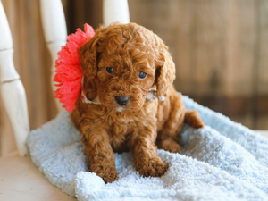 Sugar • click to meet