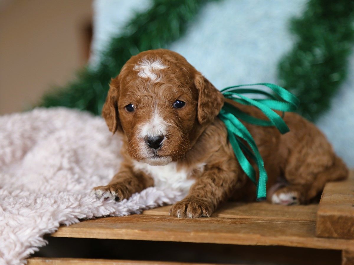 moose (4).JPG