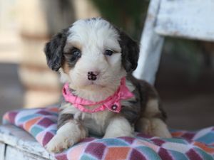  Ashley - click to meet