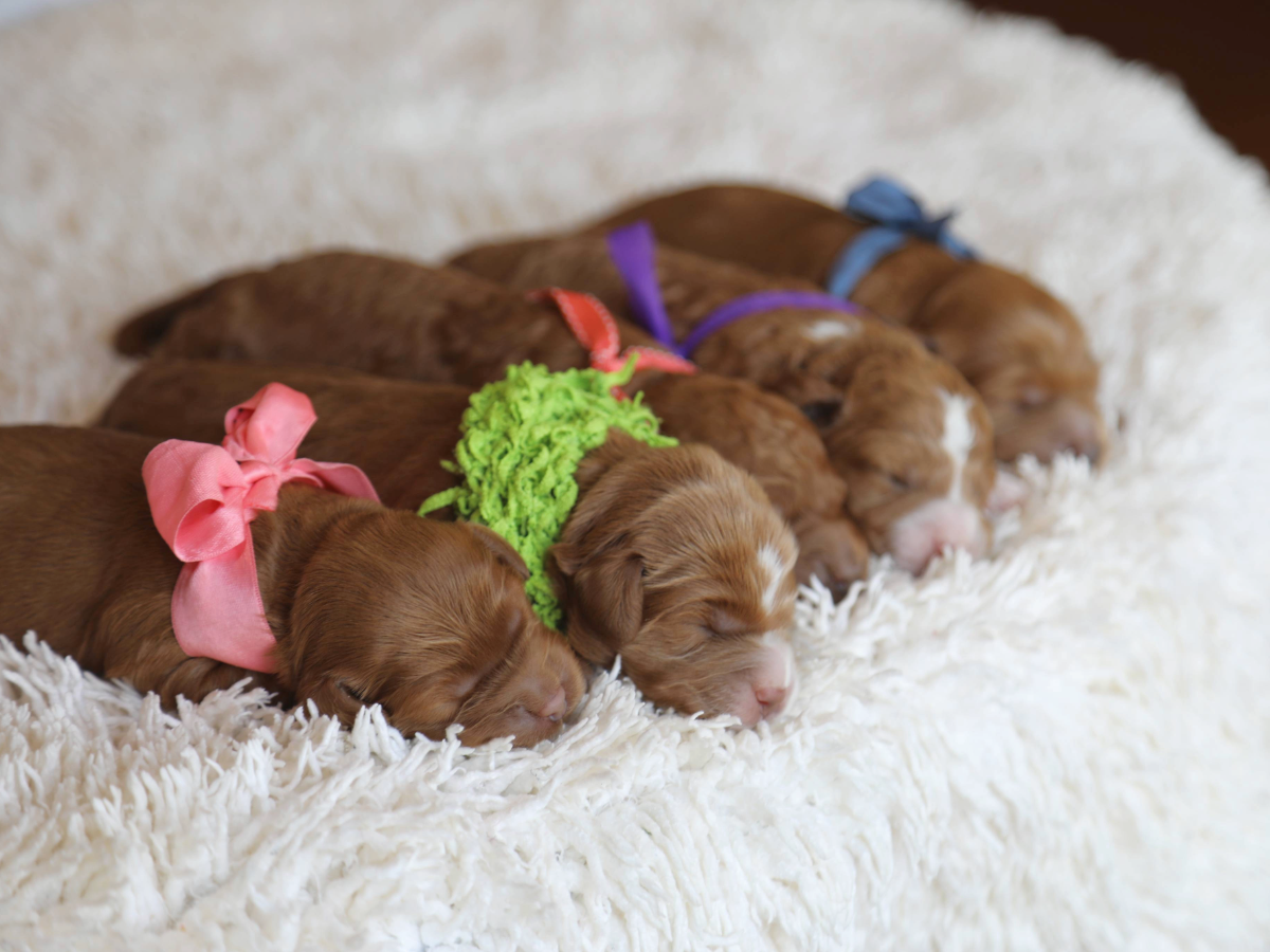 Autumn's Babies • click to meet