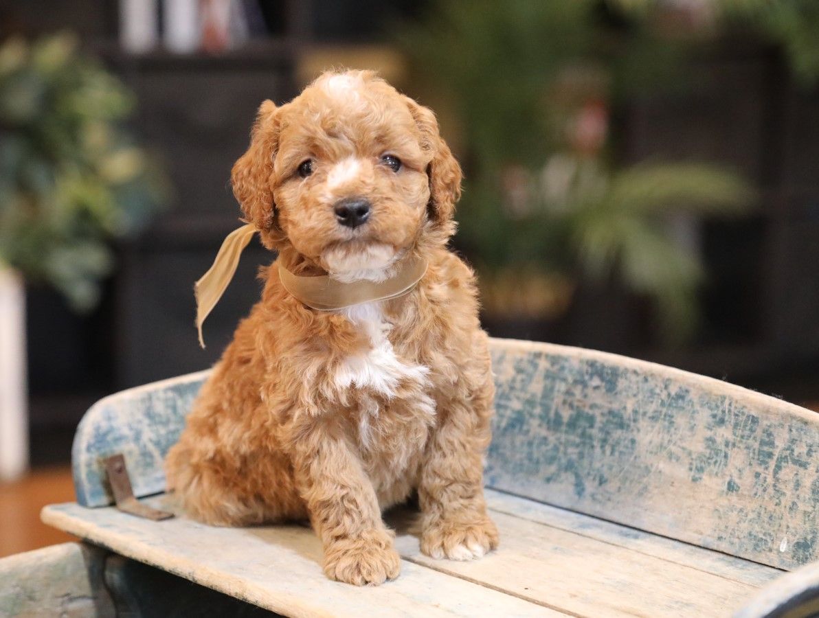 Domino - click to meet