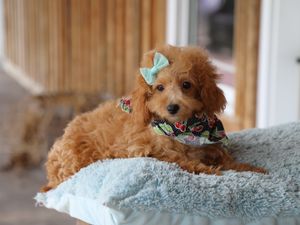 Brooke • click to meet