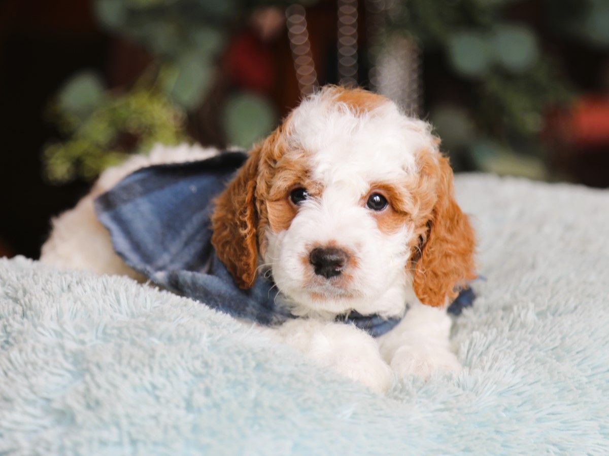 oliver (4).JPG