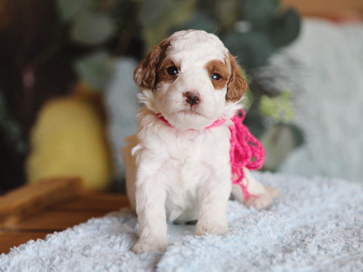 Gemma • click to meet