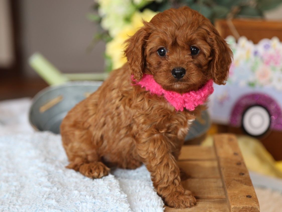 Indy (6).JPG