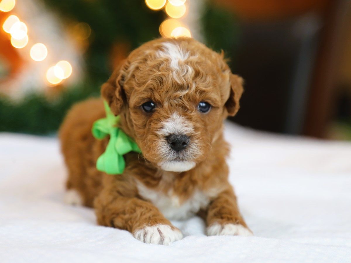 Crosby • click to meet
