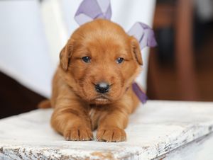 Jolene • Click to meet