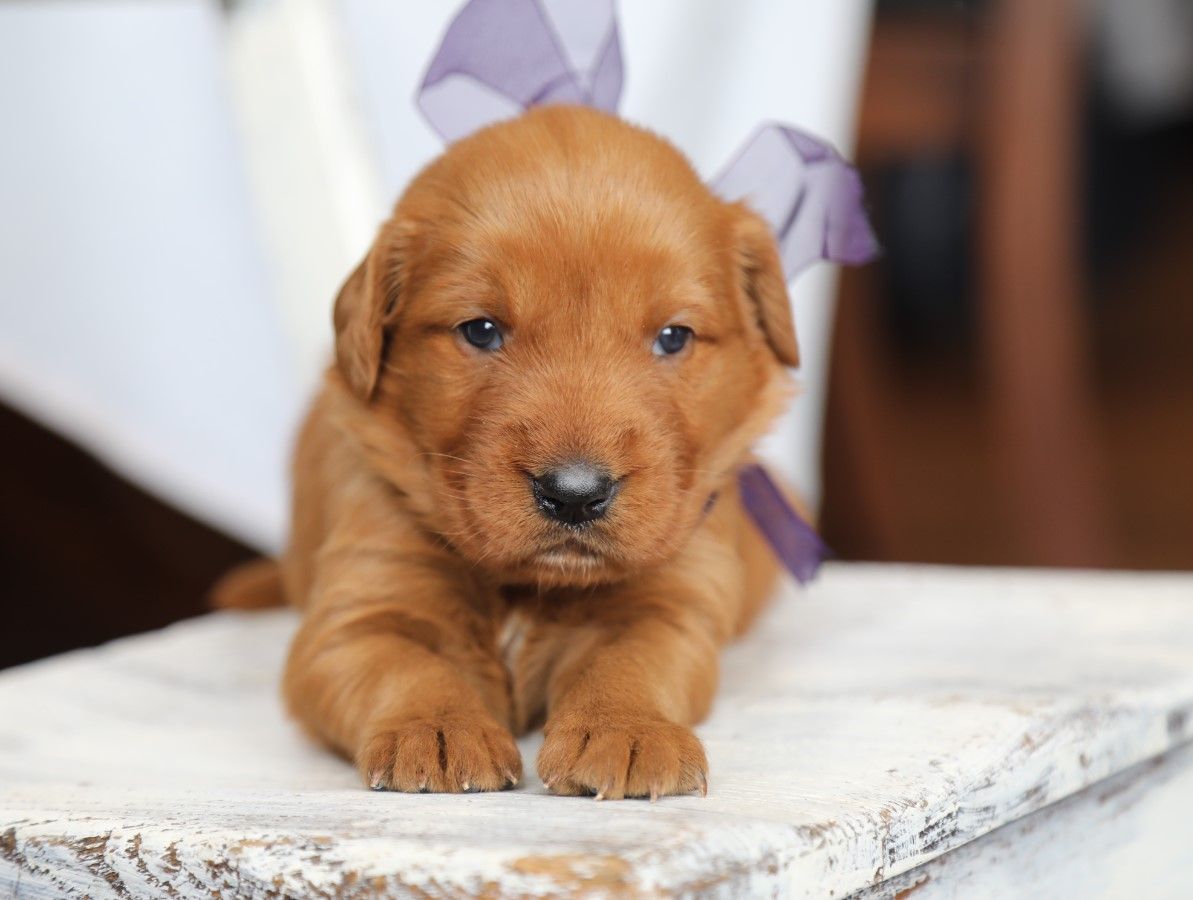 Jolene • Click to meet