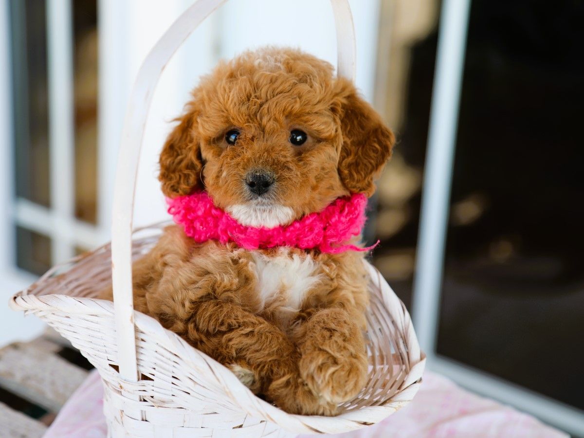  Maggy • click to meet