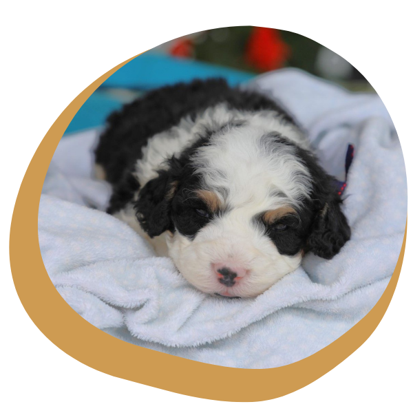 Bernedoodle Puppies for Sale - Image 4.png