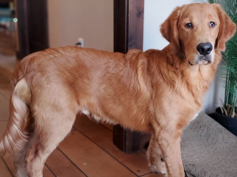 Garden Grove CA FRANZ • HOMED