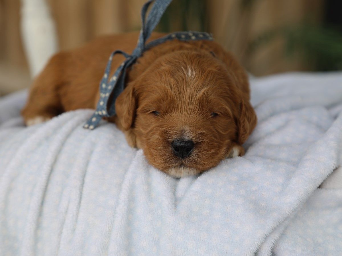Russel (2).JPG