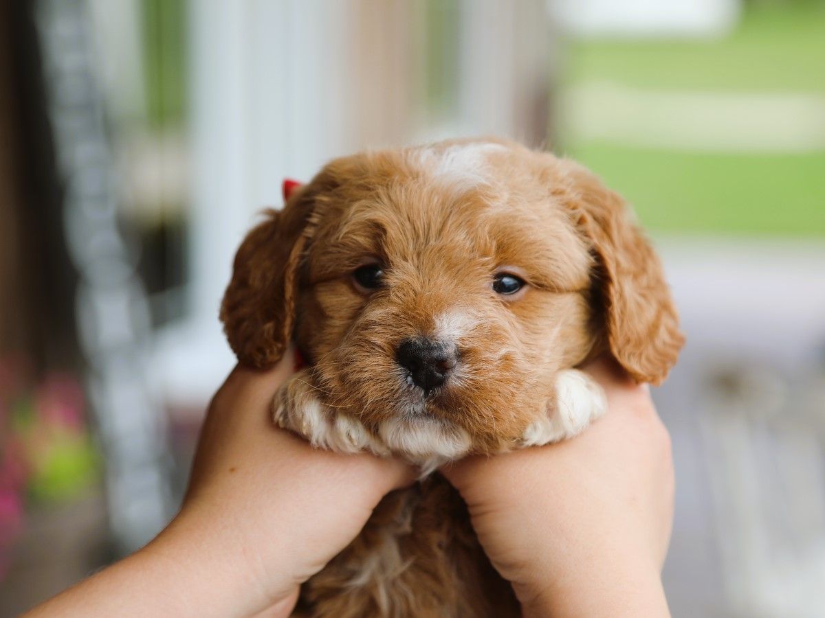 Baxter (3).JPG