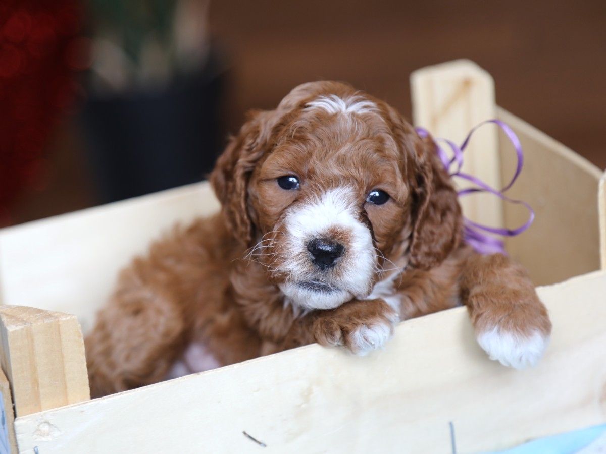 Zinnia • click to meet