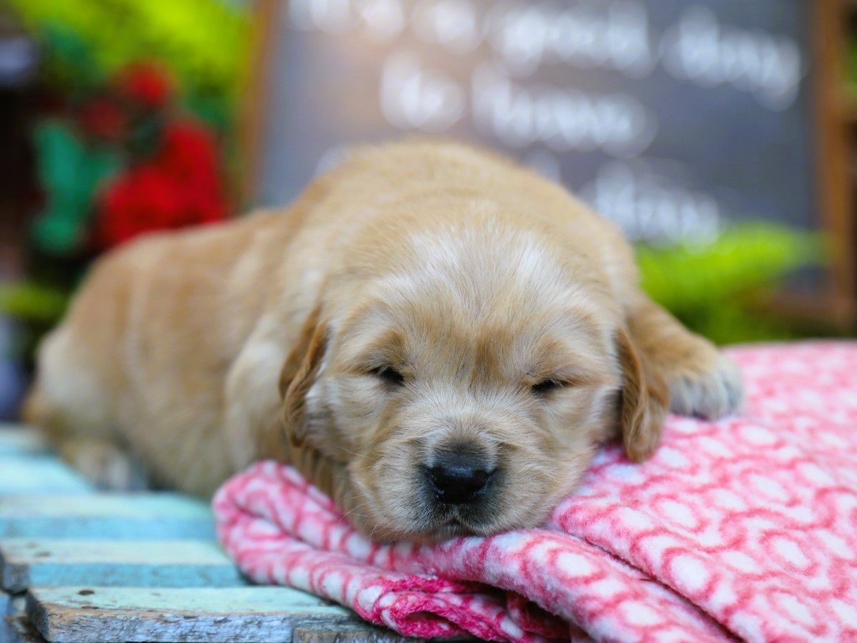 Bailey • Click to meet