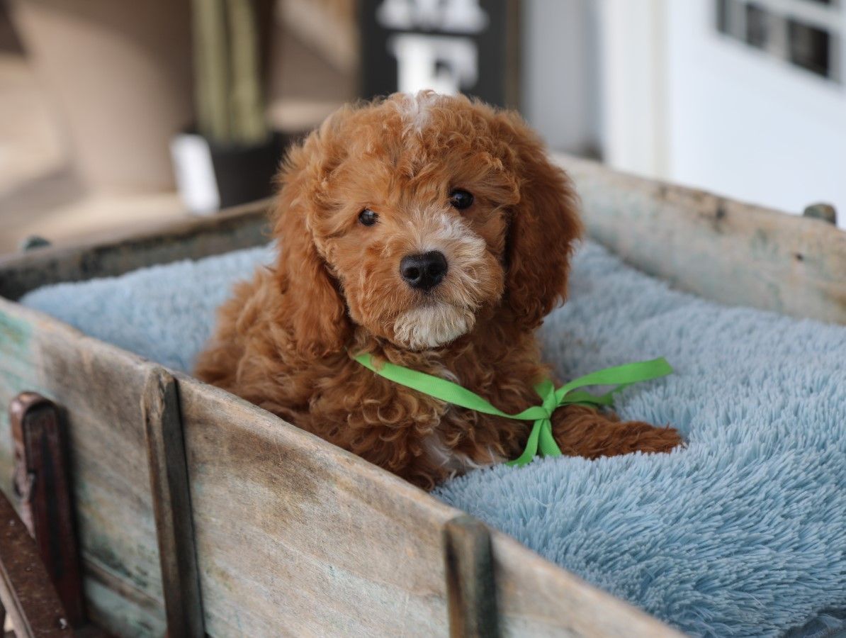  Diamond - click to meet