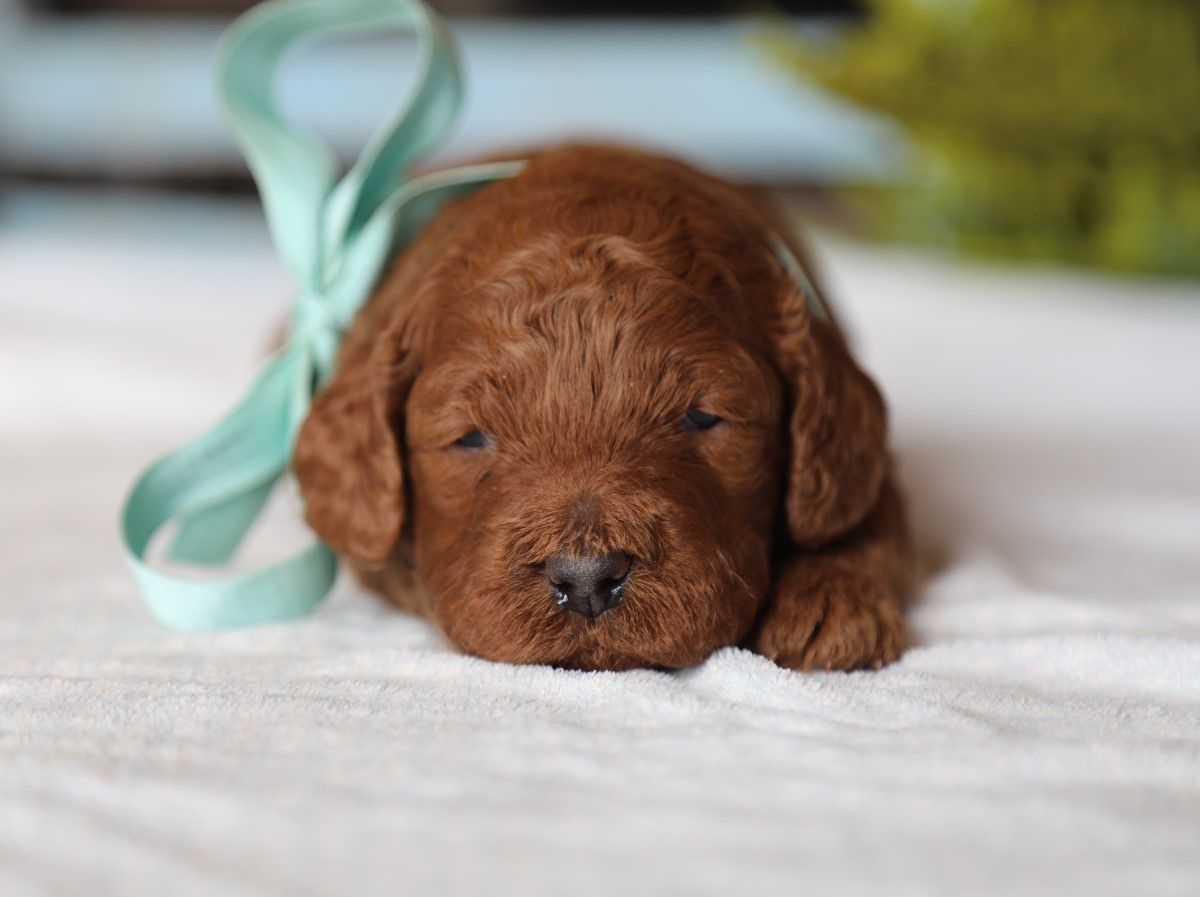 Champ (3).JPG