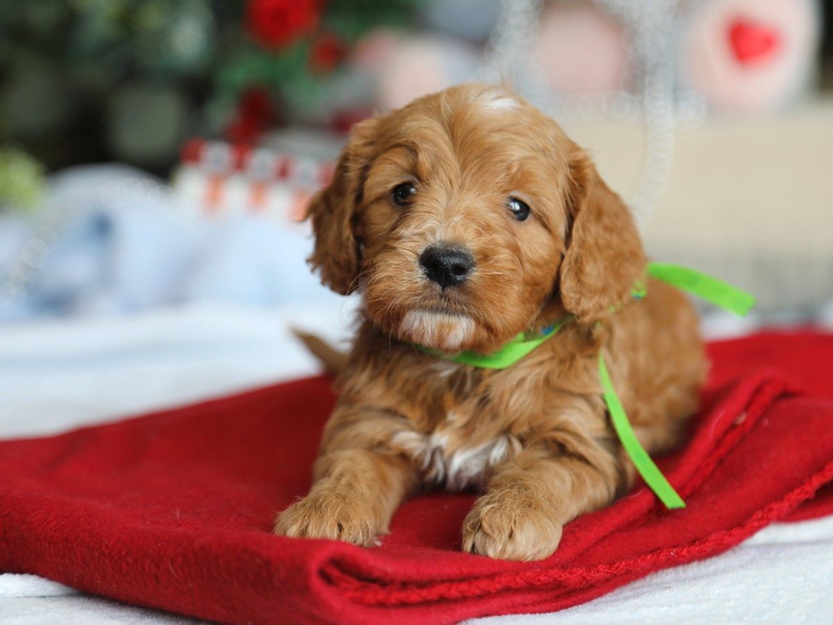 Blake • click to meet