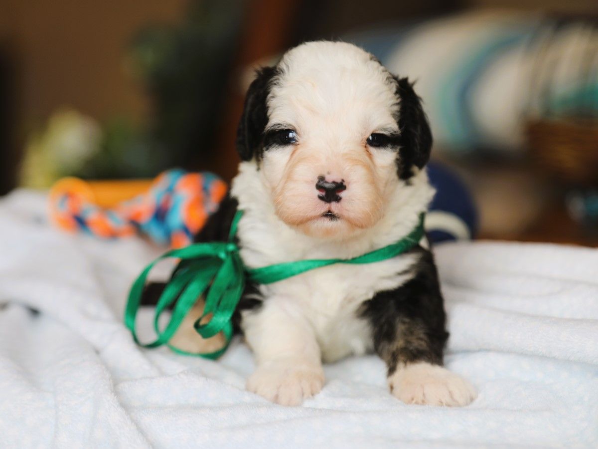 Trooper • Click to Meet