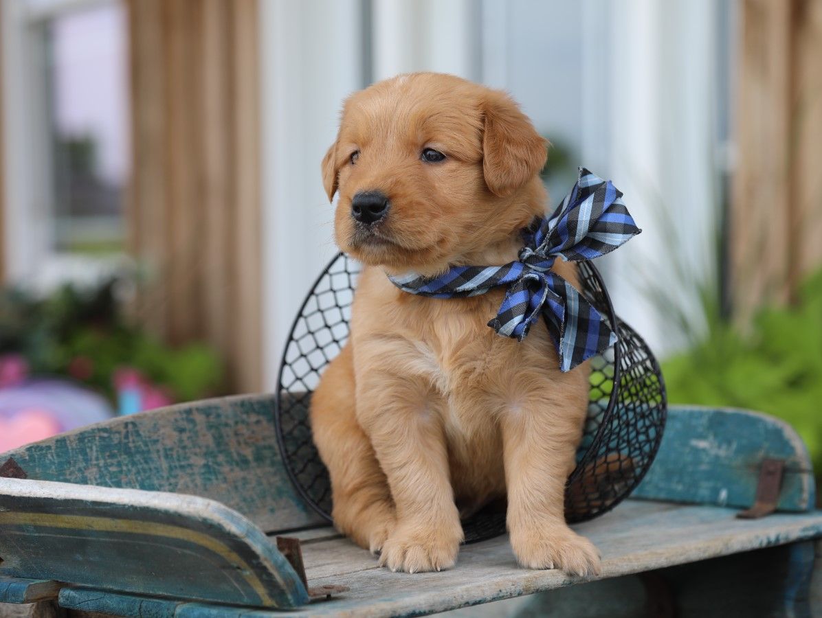 Buster • Click to meet