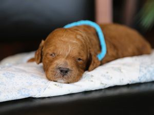 Balsam • click to meet